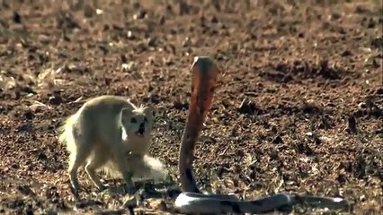 Mongoose Attack Cobra Snake incredible Fighting