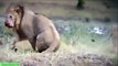 León vs Buffalo y Cocodrilo vs Tigre | más LOCA de los Animales y Ataques Más terribles Ataques de Animales
