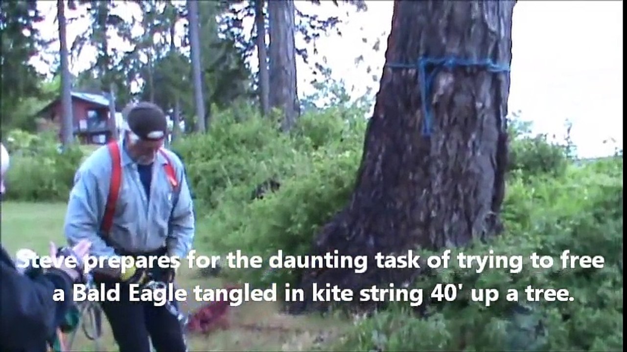 Il grimpe un arbre de 15 mètres, ce qu'il trouve au sommet Incroyable!