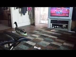 Pet Duck Proceeds With Caution Around Balloon
