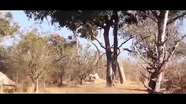 Socking Buffalo Kills Lion, Leopard vs Wild Dogs, Snake, Wolf When Prey Fights Back