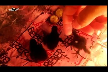 Best bird trap[أفضل فخ الطيور] - The Ultimate My Crane Egg Baby Bird Hatching Today