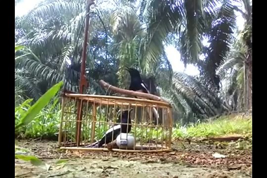 Best bird trap[أفضل فخ الطيور] - How setting trap for bird used cage trap