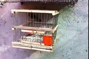Best bird trap[أفضل فخ الطيور]  - How setting trap for bird used cage trap