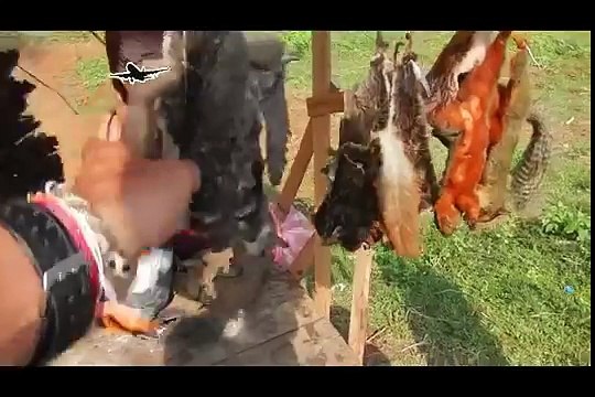 Best bird trap[أفضل فخ الطيور] - How Setting Trap for Bird Using Snare for Chicken