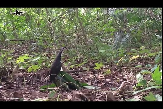 Best bird trap[أفضل فخ الطيور] - The Ultimate traping birds used snare simple setting