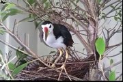 Best bird trap[أفضل فخ الطيور] - Water Crane Birds Building Nest and hatched Egg