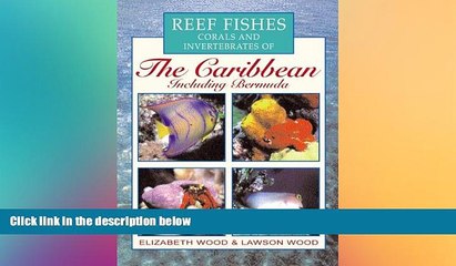 Скачать видео: Must Have  Reef Fishes Corals and Invertebrates of the Caribbean : A Diver s Guide  Full Ebook