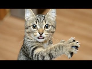 Cats can be so weird - Funny cat compilation