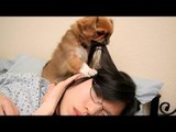 Cute dogs waking up owners - Funny dog compilation