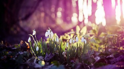 Mawadatyn- Ibrahim Al Saeed | Arabic Nasheed | مودتي - ابراهيم السعيد | (English subtitles)