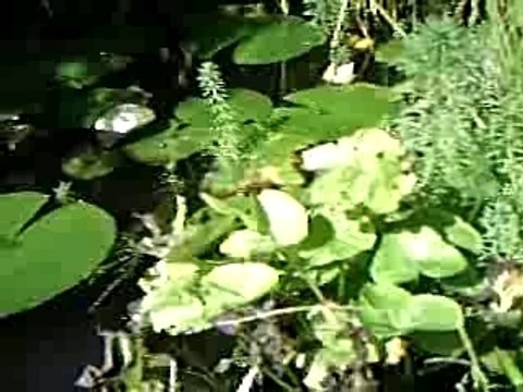 Bassin de jardin et carpes koï