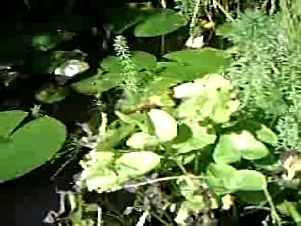 Bassin de jardin et carpes koï