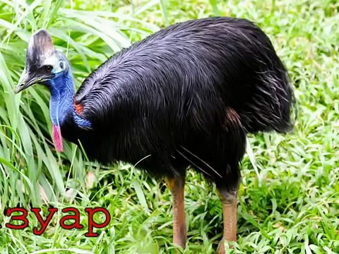 Голоса животных Австралии для детей Voices and the sounds of animals in Australia for children