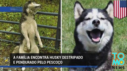 Família encontra seu cão de estimação husky destripado e pendurado pelo pescoço.