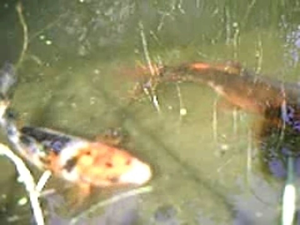 Bassin-ete07_koi1