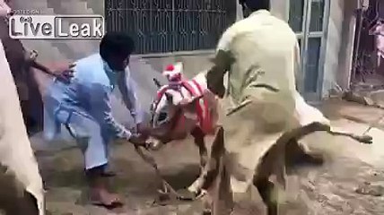 Cow Knocking Out Man During Beheading