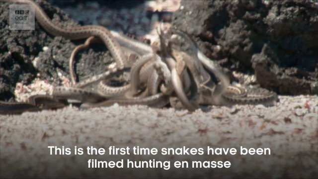 Iguane contre serpents : le making of de cette vidéo de fous !