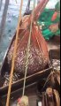 Un lion de mer coincé dans un filet débarque sur un bateau :flippant