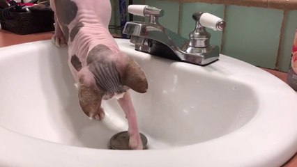 Ce chat Sphinx rendu fou par une goutte d'eau !