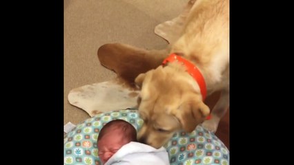 Bebe Qui Pleure Reconcilie Par Un Chien Labrador Trop Mignon Video Dailymotion