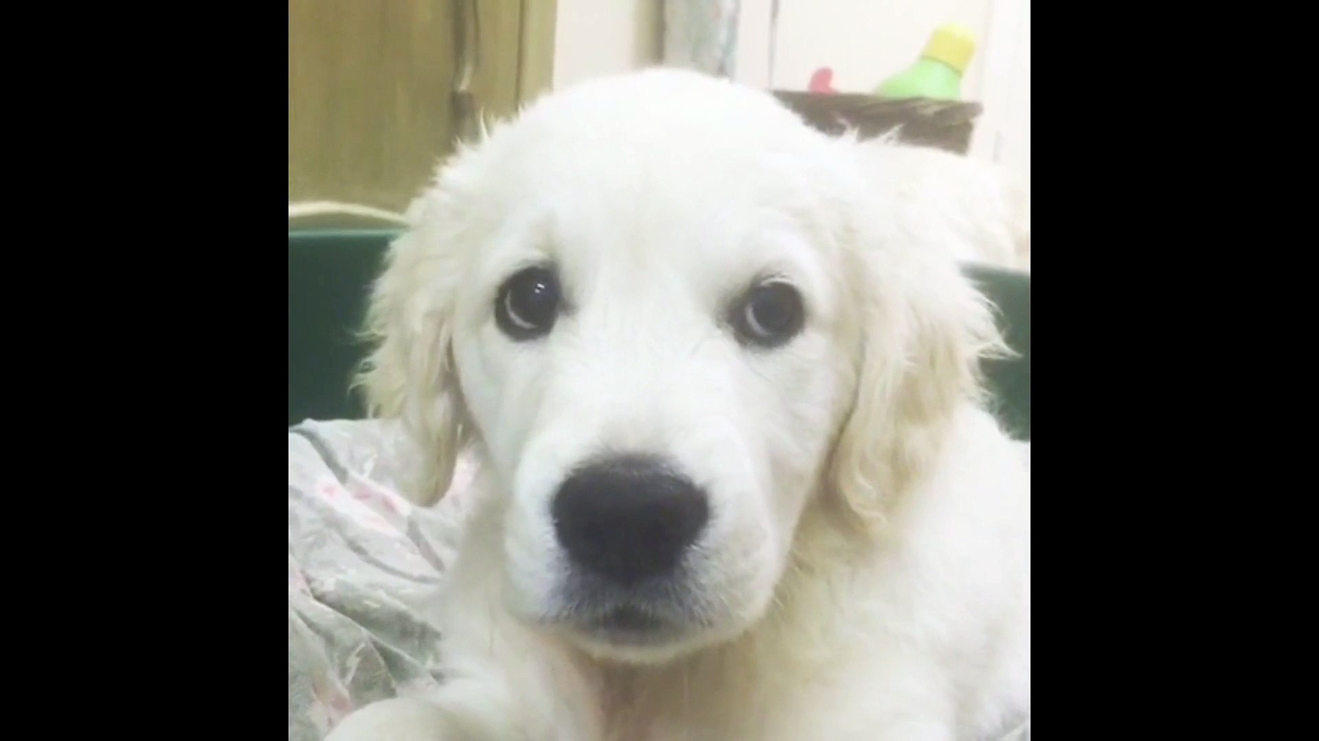 Ce Bebe Chien Decouvre Le Bruit De Son Hoquet Video Dailymotion