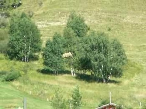 Fêtes des foin au deux Alpes 011