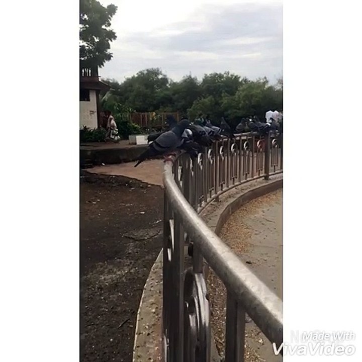 Amazing slow motion video of flying pigeons