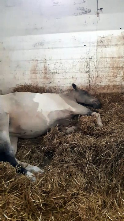 Texane qui dort le 08/11/2016
