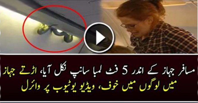 Passengers Shocked When They Saw Snake On Plane