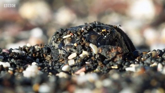 Bébés iguanes vs serpents affamés : la terrifiante course-poursuite jamais vue