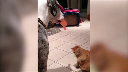 Quand ton chien s'occupe de ton chat... Pratique