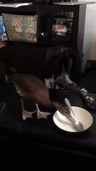 Un chien et un canard se battent pour leur gamelle