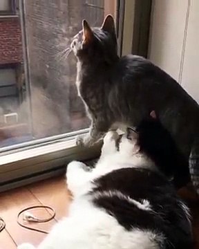 Un chat s'allonge sur la tête d'un autre chat