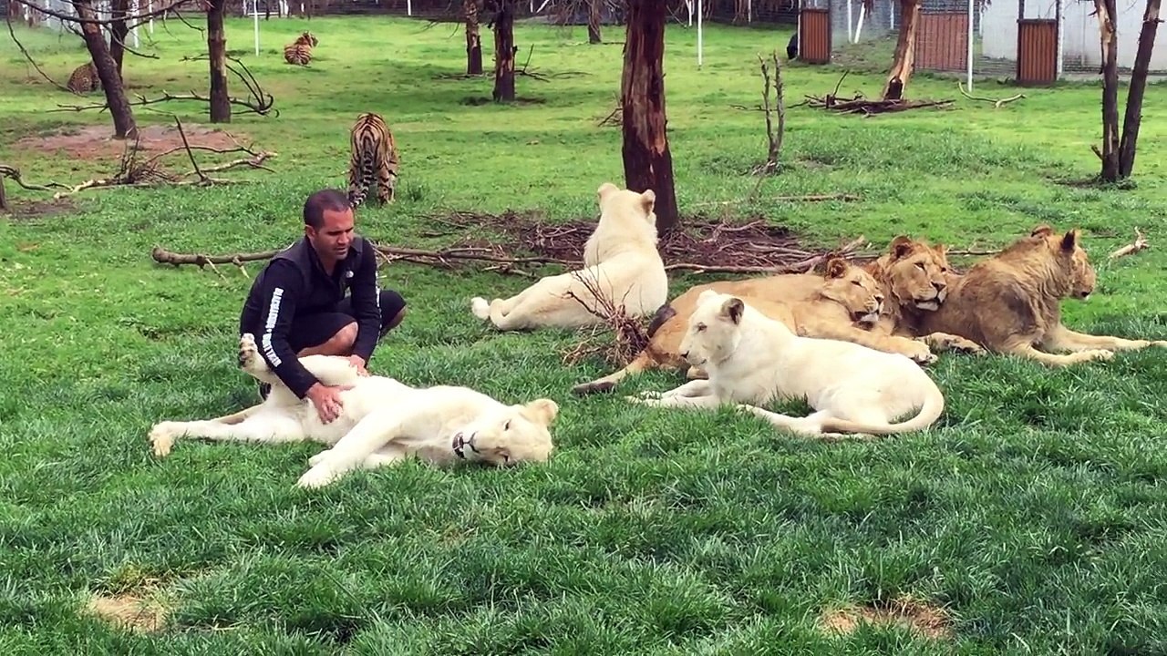 Un léopard est sur le point d'attaquer un homme, la réaction du tigre est géniale