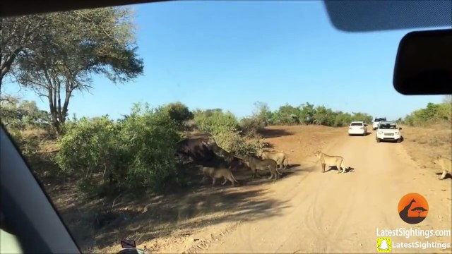 Un groupe de lions attaque un hippopotame