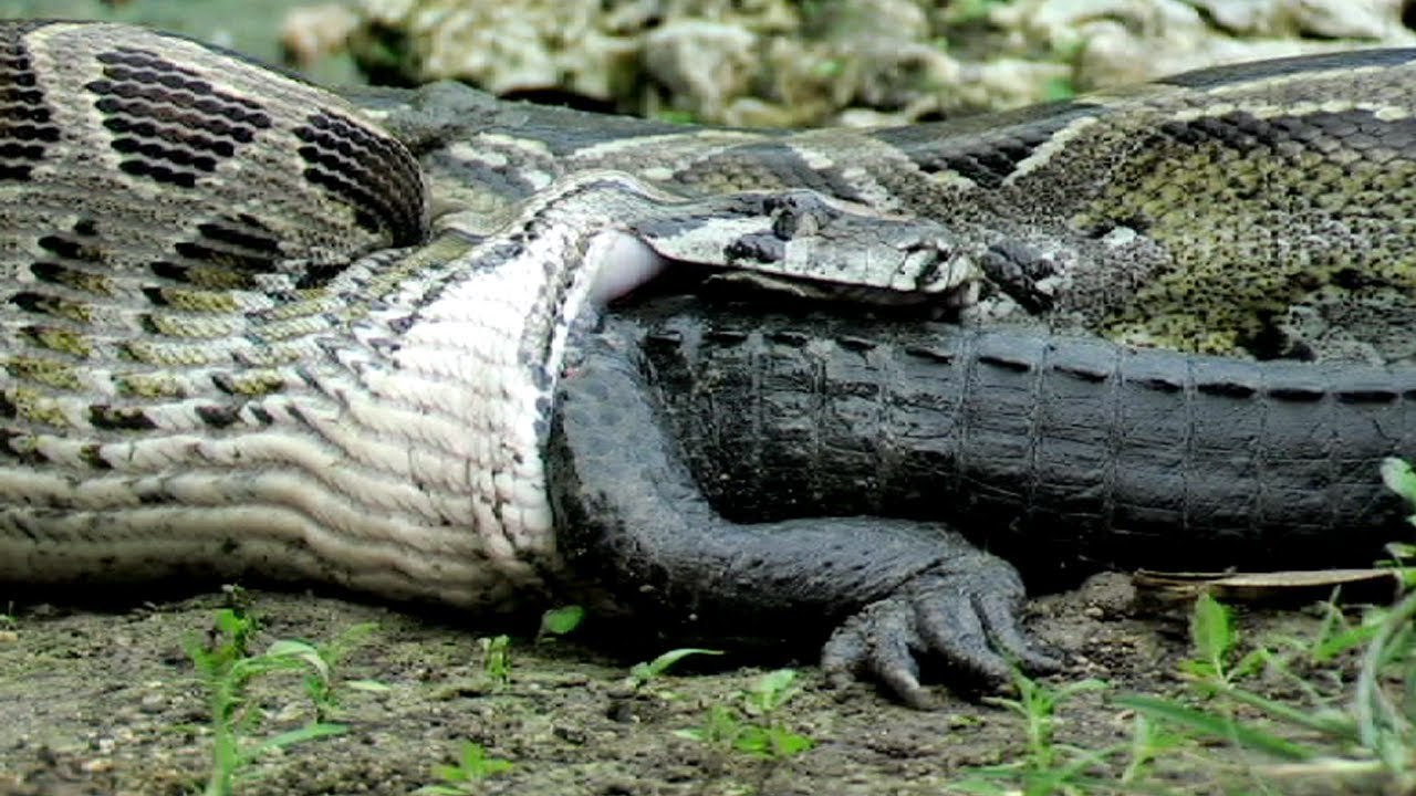 Caught On Camera- Snake Devours Crocodile After 5 Hour Battle