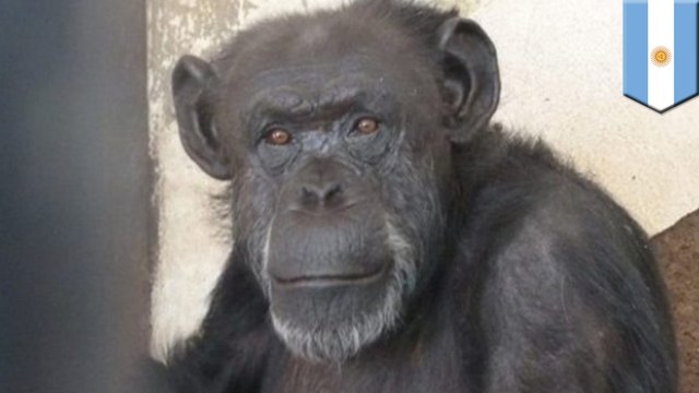 Chimp released from zoo after court rules ape has ‘non-human rights’