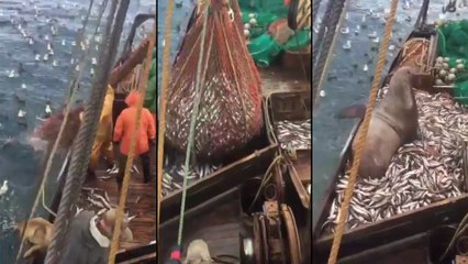 Une belle surprise après la remontée de ce filet de pêche