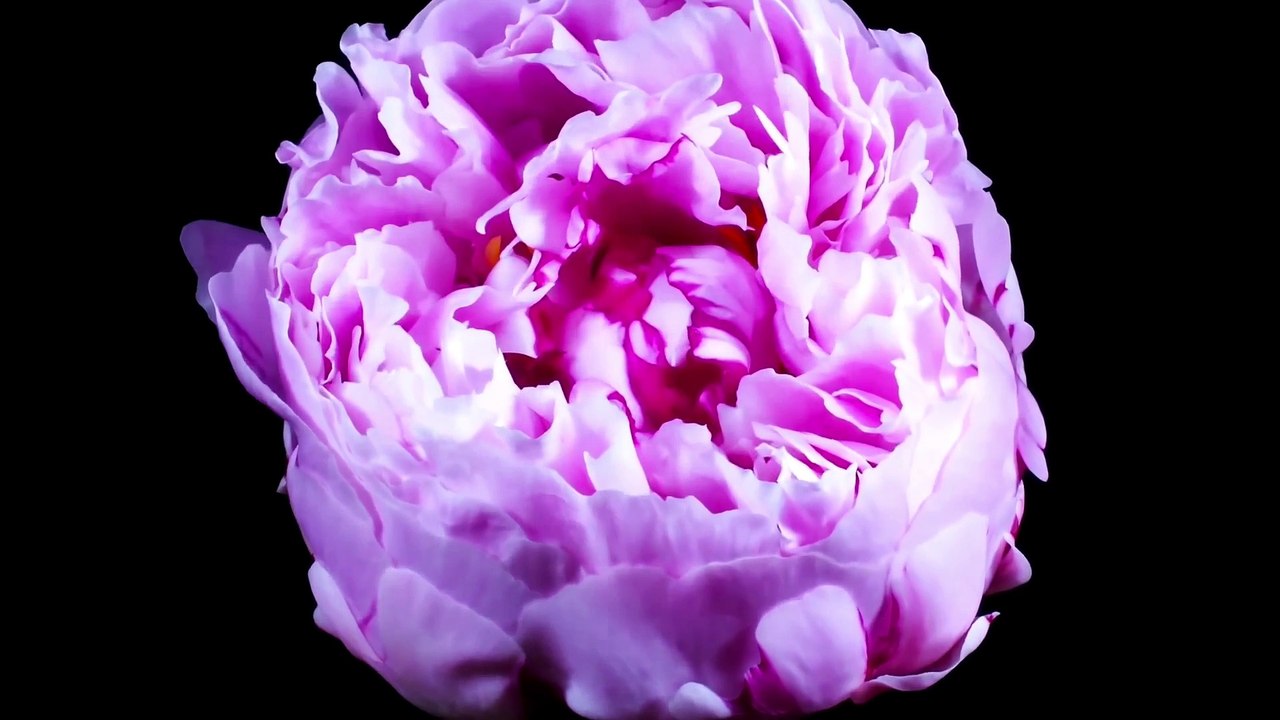 Pearl Fairness Cream | Anti Ageing Cream | Skin Whitening Tan Removal 100% Guaranteed Results