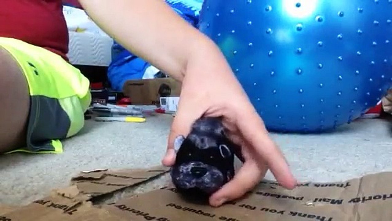 Zhu Zhu Pets Review On Smokey