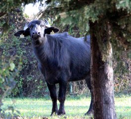 Üniversite kampüsünü mesken tuttu