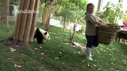 Une gardienne de zoo a du mal à ramasser les feuilles avec ces pandas