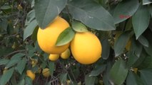 Adana Limon Ihracatından 300 Milyon Dolar Gelir Elde Ediliyor