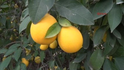 Adana Limon Ihracatından 300 Milyon Dolar Gelir Elde Ediliyor