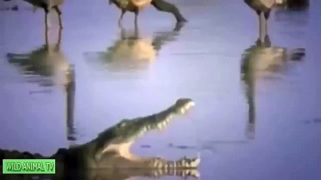 Cocodrilo vs León, Gnu, Cocodrilo Mata a Buffalo | Real de la Lucha de la Mayoría de los Increíbles Animales Ataque HD 2016