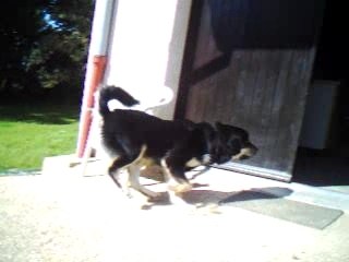 Mabrouk Le dogue du tibet 2 ( 8 mois )