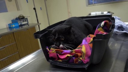 Huge Feral Cat Neuter