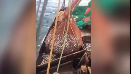 Bateau de pêche russe trouve énorme surprise dans leur filet