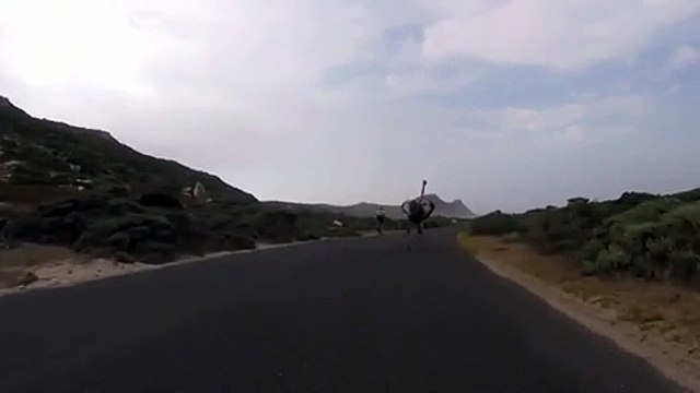 Des cyclistes coursés par une autruche en colère !